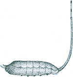 Storslamflugans-larv
