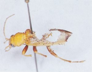 Mattbaggar kan leva av döda insekter