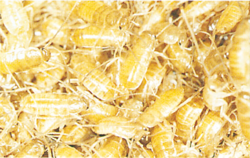 Kackerlackor 6-pack main image 1