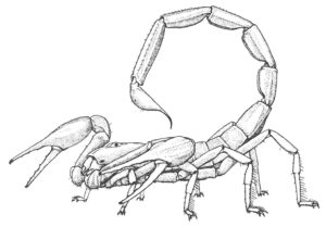 Skorpion. (från Sci. Am.)