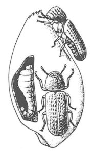 Kapuschongbaggar med larve i kärna